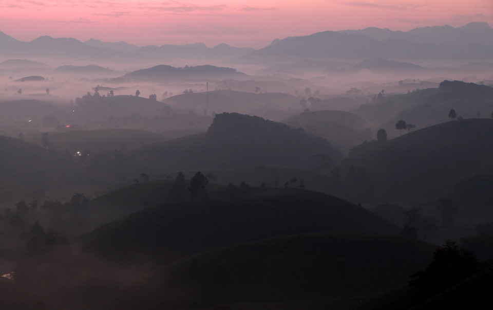 Những hình ảnh mơ màng của đồi chè Long Cốc cũng dần hiện ra khi hừng Đông bừng sáng.(Ảnh: Trung Kiên/TTXVN)