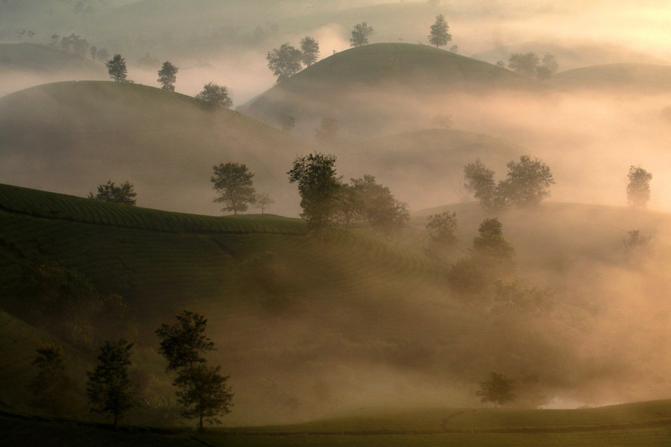 Những đồi chè như những chiếc bát úp được đan xen bởi màn sương mỏng tạo nên cảnh sắc rất ấn tượng. (Ảnh: Trung Kiên/TTXVN)
