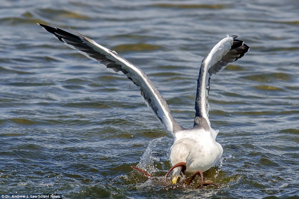 Chú bạch tuộc sử dụng những cái xúc tu dài để đáp trả lại. (Nguồn: Solent News)