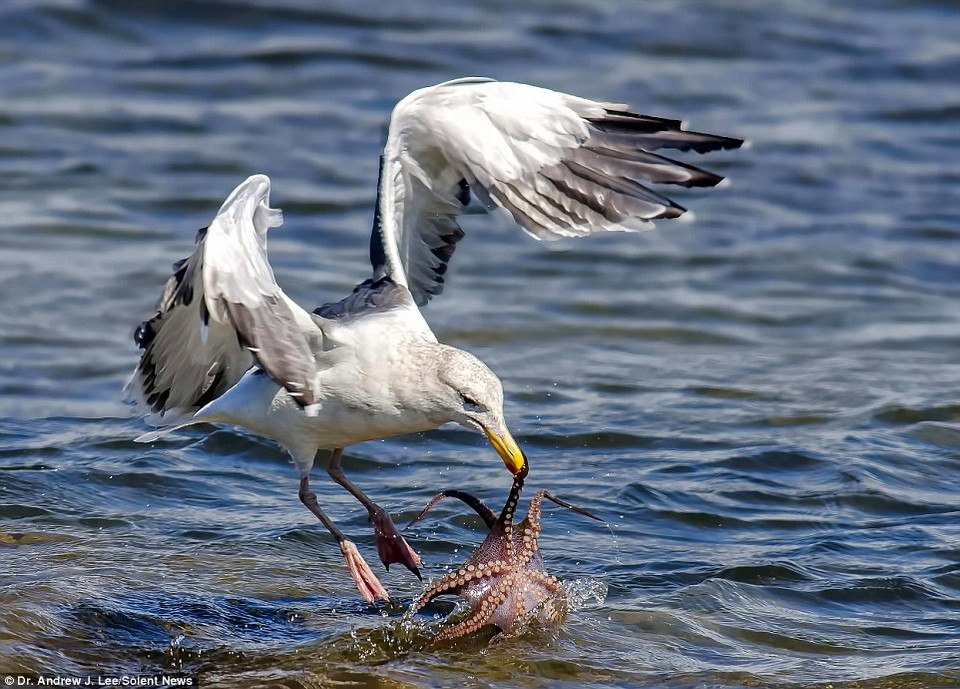 Khi thấy con bạch tuộc, chú mòng biển lao xuống nhanh như cắt. (Nguồn: Solent News)