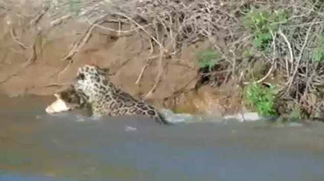 Sau một vài giây lặn xuống nước, con báo đã đã ngoi lên và ngậm chặt chú cá sấu trong miệng. (Nguồn: Daily Mail)