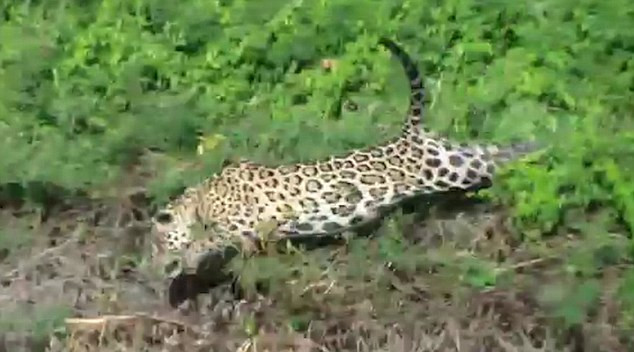 Khi thấy con cá sấu, chú báo đốm đã lao thẳng xuống nước. (Nguồn: Daily Mail)