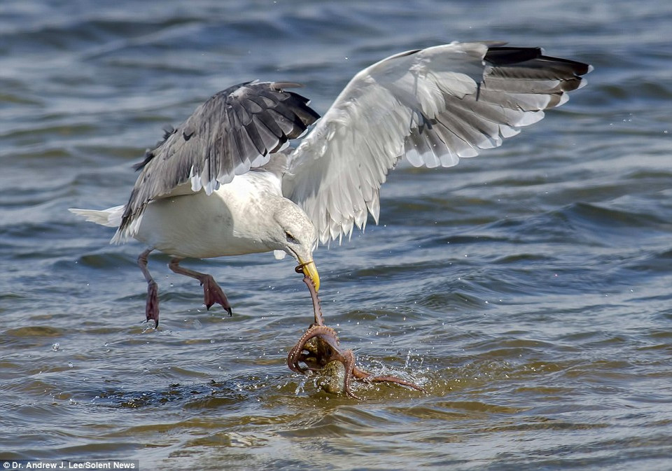 Chú bạch tuộc sử dụng những cái xúc tu dài để đáp trả lại. (Nguồn: Solent News)