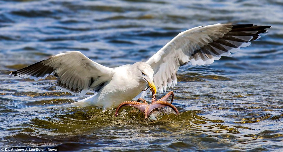 Nó sử dụng chiếc mỏ nhọn để mổ chú bạch tuộc. (Nguồn: Solent News)