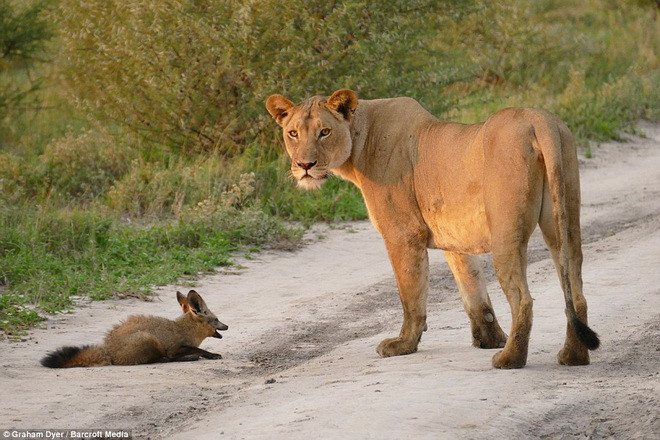Cuộc chiến kết thúc khi bầy sư tử bị thu hút bởi tiếng động lạ phía xa. (Nguồn: Barcroft Media)