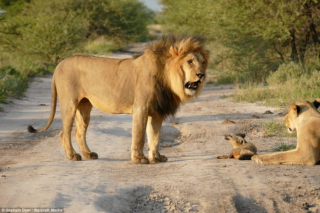 Con sư tử cái đã bị chú cáo cắn vào mũi vì dám khiêu chiến. (Nguồn: Barcroft Media)