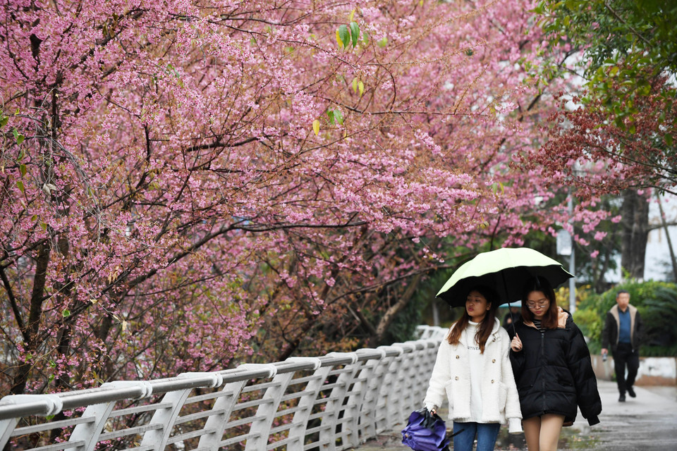 Trong ảnh: Người dân chiêm ngưỡng hoa anh đào nở rộ tại thành phố Quý Dương, thủ phủ tỉnh Quý Châu, Trung Quốc. (Ảnh: THX/TTXVN)