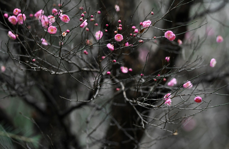 Hoa mận nở thắm tại thành phố Quý Dương, thủ phủ tỉnh Quý Châu, Trung Quốc. (Ảnh: THX/TTXVN)