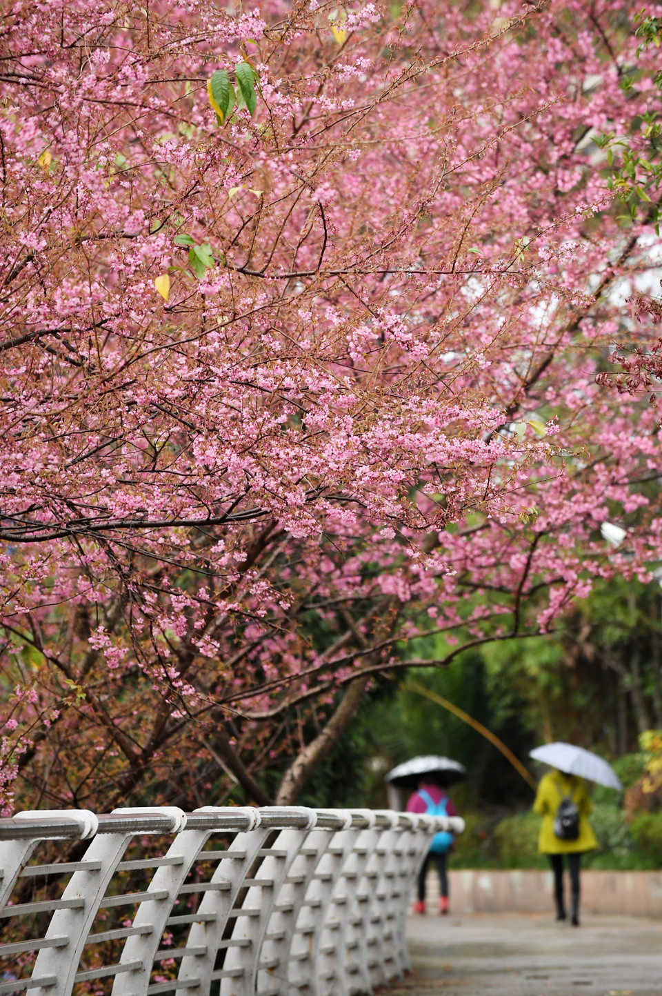 Hoa anh đào nở rộ tại thành phố Quý Dương, thủ phủ tỉnh Quý Châu, Trung Quốc. (Ảnh: THX/TTXVN)