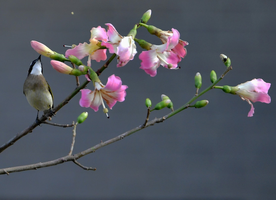 Cảnh sắc thiên nhiên mùa Xuân tại thành phố Phúc Châu, tỉnh Phúc Kiến, miền Đông Nam Trung Quốc ngày 6/1/2020. (Ảnh: THX/TTXVN)