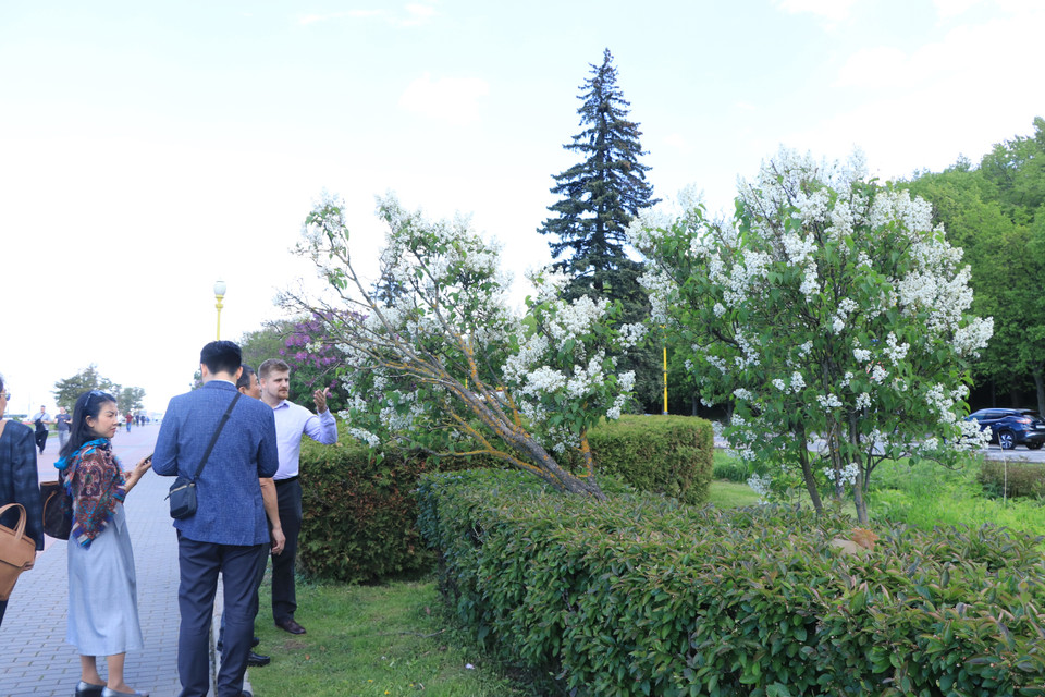 Du khách tranh thủ đến Đồi Chim sẻ để ngắm hoa tử đinh hương tỏa sắc. (Ảnh: Hùng Võ/Vietnam+)