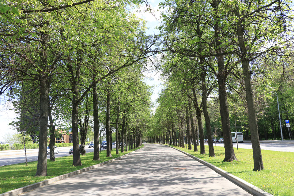 Hàng cây xanh trên Đồi Chim sẻ. (Ảnh: Hùng Võ/Vietnam+)