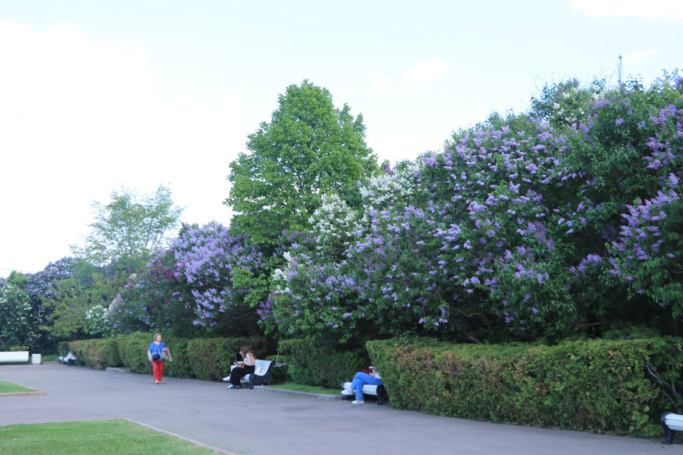 Nhiều gia đình tranh thủ đến Đồi Chim sẻ để ngắm cảnh sắc tuyệt đẹp. (Ảnh: Hùng Võ/Vietnam+)