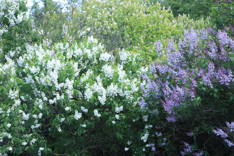 Loài hoa tử đinh hương khoe đủ sắc màu trắng, tím, hồng ở trên Đồi Chim sẻ. (Ảnh: Hùng Võ/Vietnam+)