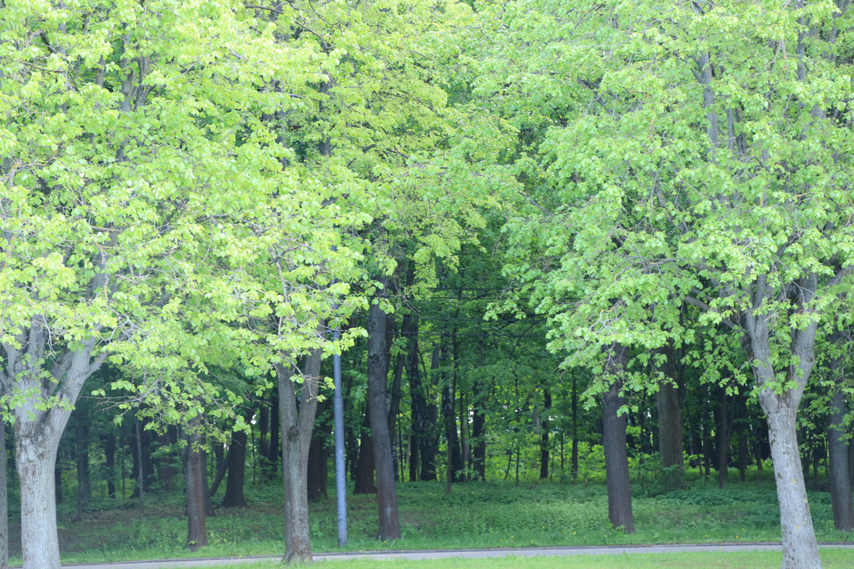 Hàng cây xanh trên Đồi Chim sẻ. (Ảnh: Hùng Võ/Vietnam+)