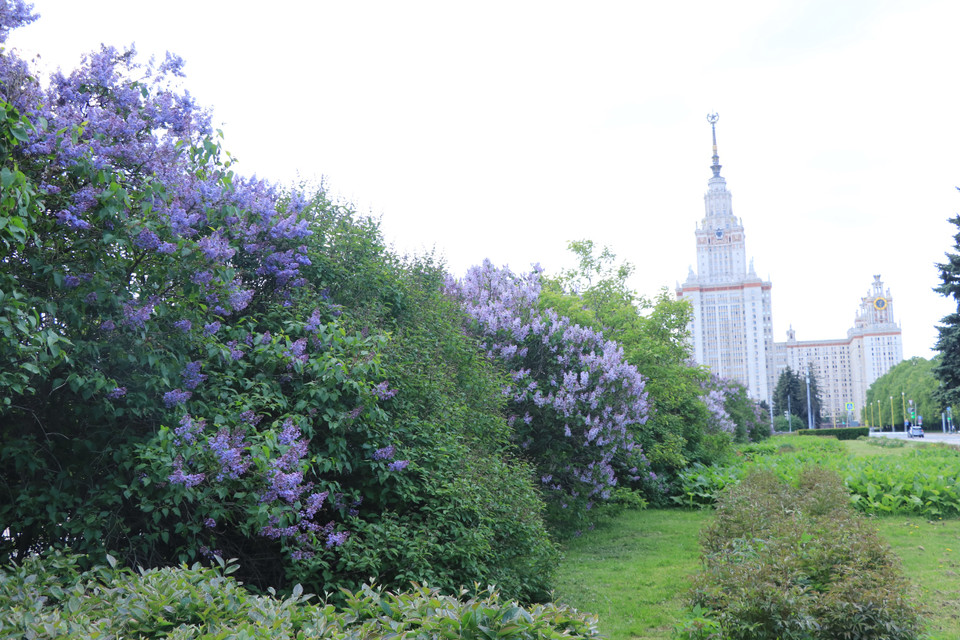 Tử đinh hương cũng là loài hoa được ứng dụng nhiều trong cuộc sống từ trang trí đến ứng dụng trong các sản phẩm hương thơm. (Ảnh: Hùng Võ/Vietnam+)