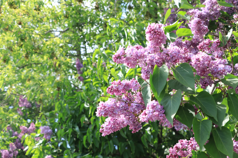Hoa tử đinh hương với vẻ đẹp tuyệt vời và hương thơm ngọt ngào là một trong những loài hoa được yêu thích nhất trên thế giới. (Ảnh: Hùng Võ/Vietnam+)