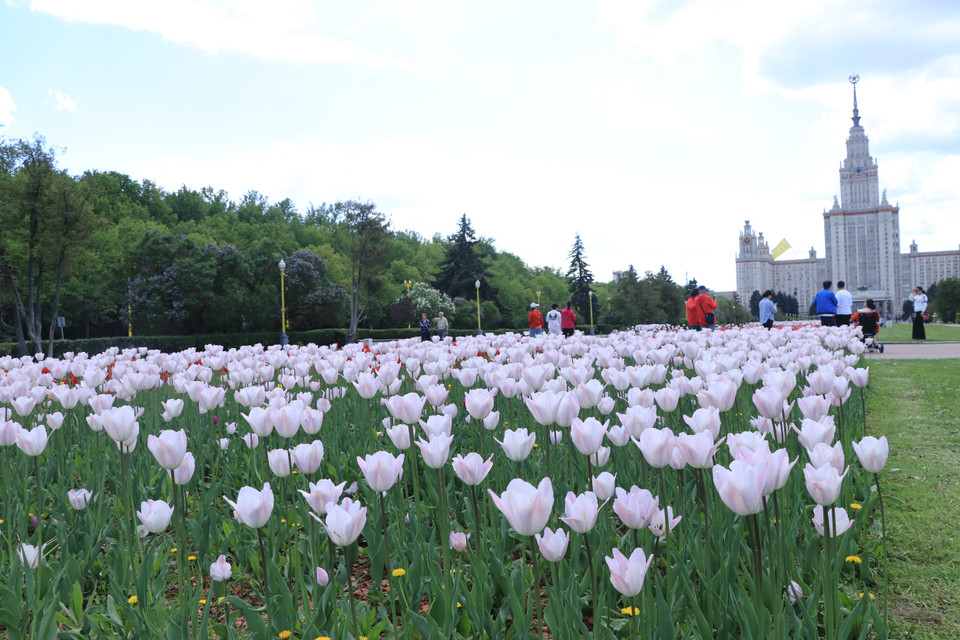 Hoa tulip rực rỡ sắc màu trước cổng Đại học Tổng hợp Quốc gia Moskva mang tên Lomonosov. (Ảnh: Hùng Võ/Vietnam+)