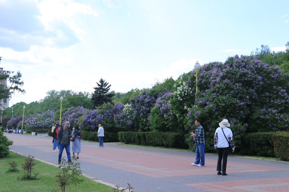 Hàng cây tử đinh hương khoe sắc dọc đường vào Trường Đại học Tổng hợp Quốc gia Moskva mang tên Lomonosov. (Ảnh: Hùng Võ/Vietnam+)