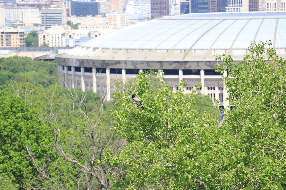 Nhắc tới Đồi Chim sẻ, nhiều người tưởng rằng nơi đây có nhiều chim sẻ, nhưng thực ra không phải vậy. (Ảnh: Hùng Võ/Vietnam+)