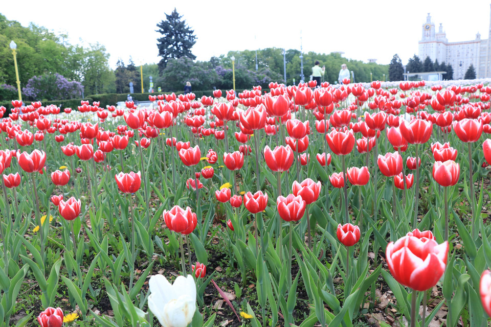 Hoa tulip rực rỡ sắc màu trước cổng Đại học Tổng hợp Quốc gia Moskva mang tên Lomonosov. (Ảnh: Hùng Võ/Vietnam+)
