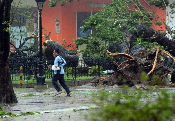 Cây đổ khi bão Haiyan đổ bộ thành phố Cebu, miền trung Philippines ngày 8/11. (Nguồn: AFP/TTXVN)