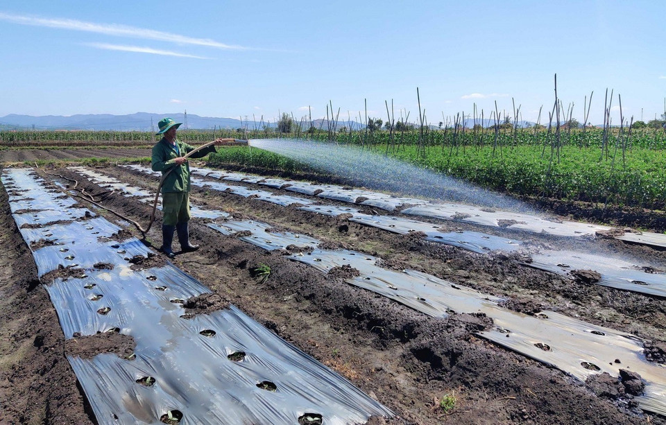 Nhờ việc khơi thông dòng chảy, nông dân canh tác trên cánh đồng Đăk Đen, huyện Đăk Hà, tỉnh Kon Tum vẫn đủ lượng nước tưới. (Ảnh: Dư Toán/TTXVN)