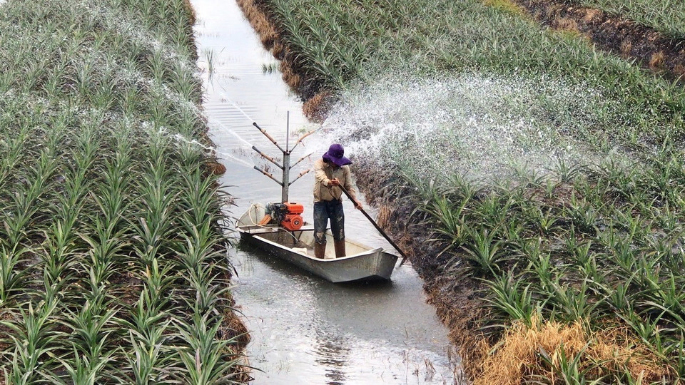 Người dân tự chế các công cụ tưới cây khóm canh tác trên diện tích đất nhiễm phèn. (Ảnh: Lê Đức Hoảnh/TTXVN)