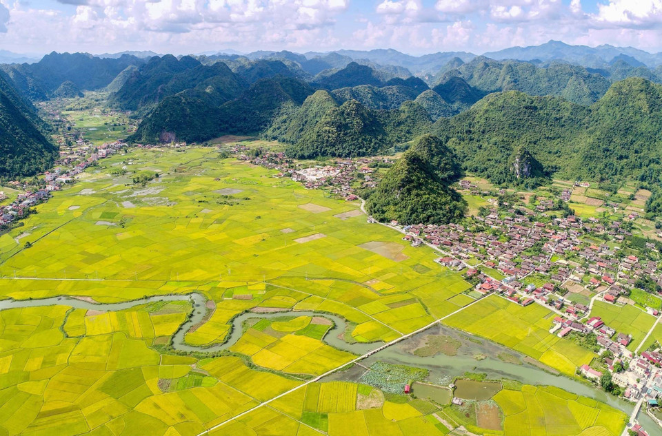 Đẹp rực rỡ mùa vàng ở thung lũng Bắc Sơn tháng 7/2022. (Ảnh: Anh Tuấn/TTXVN) 