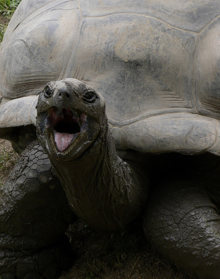 Năm 2006 là năm ghi nhận hai cá thể rùa khổng lồ qua đời. Rùa Harriet, được Charles Darwin mang về khi tới thăm đảo Galápagos, qua đời ở tuổi 176. Còn rùa Adwaita được cho đã sống tới 255 năm. (Nguồn: Boredpanda)