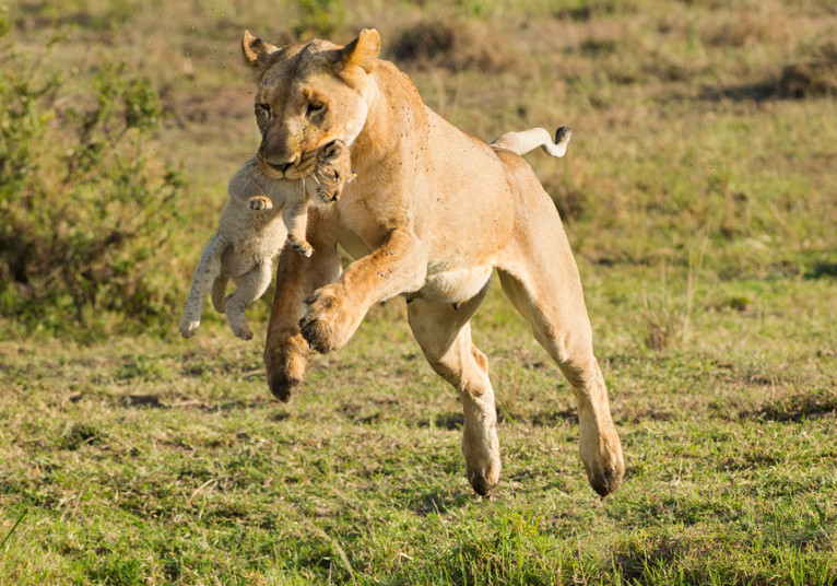 Sư tử cắp cổ con mình để nhảy qua một cái mương ở Khu bảo tồn Masai Mara, Kenya. (Nguồn: Caters)