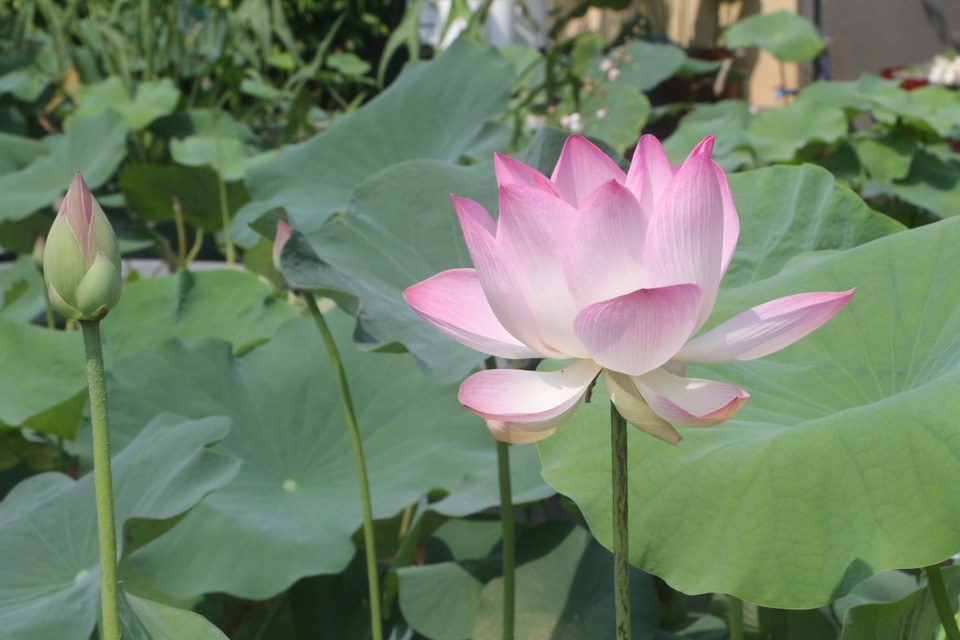 Sen trắng, hồng, vàng là ba giống sen chủ đạo được Hợp tác xã nông nghiệp Sen quê Bác trồng phục vụ khách du lịch. (Ảnh: Bích Huệ/TTXVN)