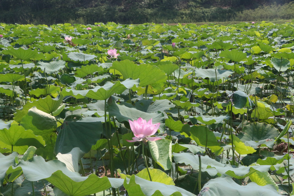 Hợp tác xã nông nghiệp Sen quê Bác trồng 65 giống sen khác nhau trên diện tích 120ha vừa mang lại giá trị kinh tế cao vừa phục vụ du lịch. (Ảnh: Bích Huệ/TTXVN)