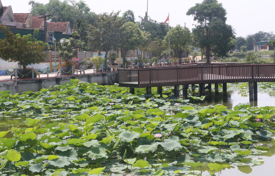 Hợp tác xã nông nghiệp Sen quê Bác đã xuống 65 giống sen khác nhau trên diện tích 120ha vừa mang lại giá trị kinh tế cao vừa phục vụ du lịch. (Ảnh: Bích Huệ/TTXVN)