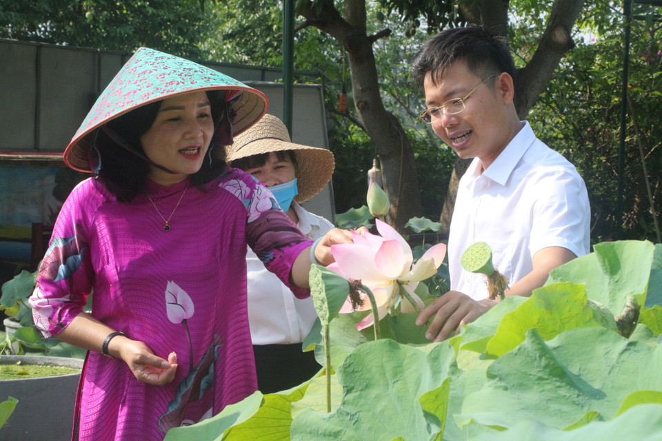 Các diện tích trồng sen được quy hoạch vùng nguyên liệu tạo cảnh quan thu hút du khách trải nghiệm cho du khách. (Ảnh: Bích Huệ/TTXVN)