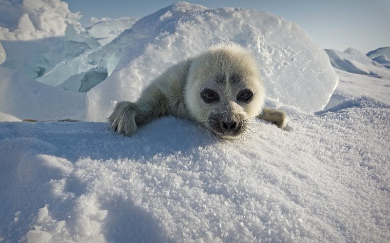 ''Tôi rất vui khi có thể chụp được những bức ảnh hiếm như vậy. Những con hải cẩu thường rất thận thận trọng và nhút nhát nên rất khó chụp ảnh chúng'' - Trofimov chia sẻ. (Nguồn: Caters News)