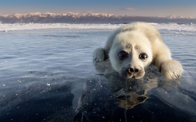 ''Tôi cố gắng tiến lại gần chú hải cẩu non. Rất khó để có thể chụp ảnh một con hải cẩu nằm trên băng'' - Trofimov cho hay. (Nguồn: Caters News)