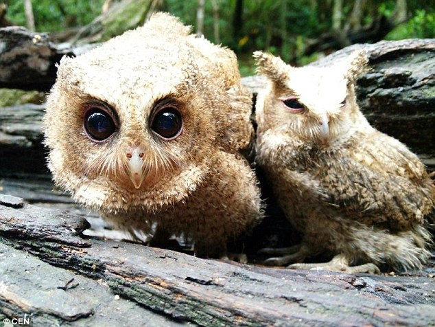 Các con chim cú mèo sẽ được cho ăn côn trùng và thịt bò. (Nguồn: CEN)