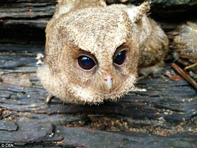 Nhiều cư dân mạng Trung Quốc còn xin được nuôi các chú chim cú. (Nguồn: CEN)