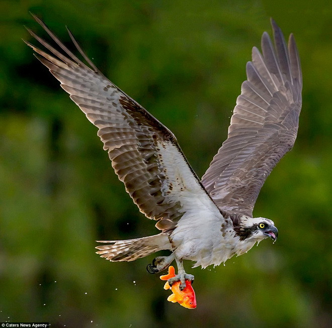 Chander cho hay, để ghi lại được những khoảnh khắc trên cần rất nhiều thời gian, sự kiên nhẫn, sự quyết tâm, kiên trì và may mắn. (Nguồn: Caters News Agency) 