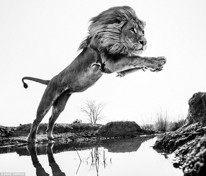  Con sư tử nhảy qua một dòng suối. (Nguồn: Daily Mail)