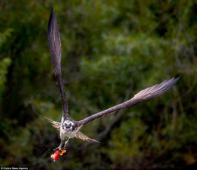 Con chim ưng biển cắp chặt chú cá vàng trong móng vuốt. (Nguồn: Caters News Agency)