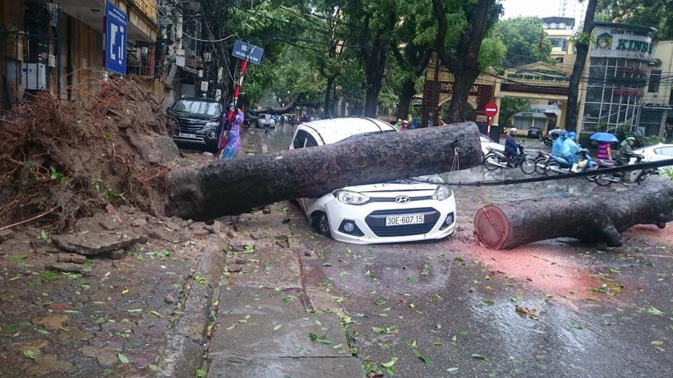Cây xanh bật gốc đổ vào phần đầu xe. (Nguồn: Vietnam+)