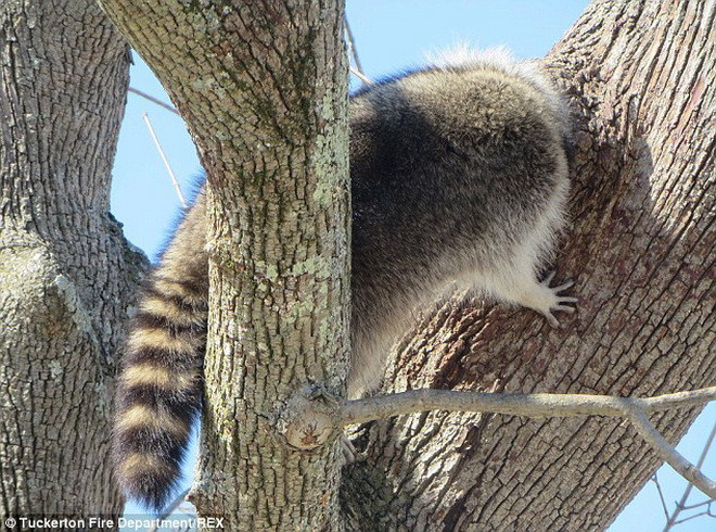 Con gấu mèo bị mắc kẹt khi cố tìm hạt trong thân cây. (Nguồn: Daily Mail)