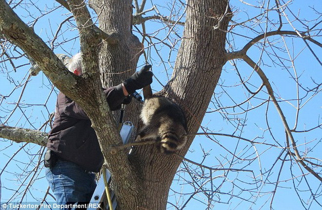 Các nhân viên cứu hỏa đã dùng đục để giải cứu chú gấu mèo. (Nguồn: Daily Mail)