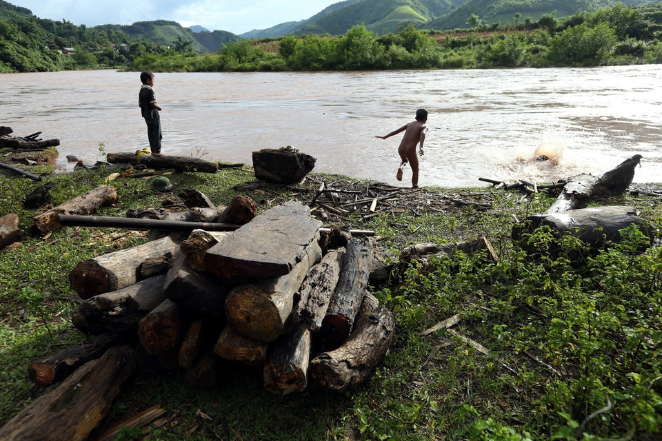 Đứng trên bờ nhìn thấy có củi trôi sông, các cậu bé ngay lập tức thi nhau nhảy xuống để vớt dù nước chảy xiết. (Ảnh: Phan Tuấn Anh/TTXVN)