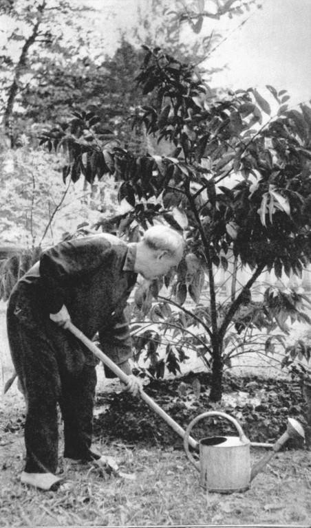 Cây vú sữa của đồng bào miền Nam gửi tặng được Bác Hồ trồng và chăm sóc hằng ngày ngay gần bờ ao, bên cạnh ngôi nhà 1954, nơi Bác ở 4 năm đầu tiên trong Khu Phủ Chủ tịch. Tháng 5/1958, khi chuyển sang sống và làm việc tại ngôi Nhà sàn, Bác đã đề nghị chuyển cây vú sữa trồng ở phía sau nhà sàn để Bác chăm sóc được thuận tiện hơn, dường như Bác muốn cây vú sữa miền Nam luôn ở gần bên Bác. Hằng ngày, làm việc tại Nhà sàn, Bác vẫn nhìn thấy cây vú sữa để hình ảnh miền Nam luôn trong trái tim Người. (Ảnh: Tư liệu TTXVN)