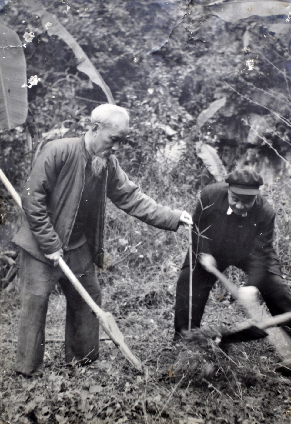Bác Hồ yêu lao động, hết sức giản dị và tiết kiệm. Ít có vị lãnh tụ nào mà hình ảnh đọng lại trong tâm trí người dân lại gần gũi, bình dị đến thế. Trong ảnh: Bác Hồ trồng khóm trúc tại đầu nguồn Pác Bó trong chuyến về thăm Cao Bằng(20/2/1961). (Ảnh: Tư liệu TTXVN)