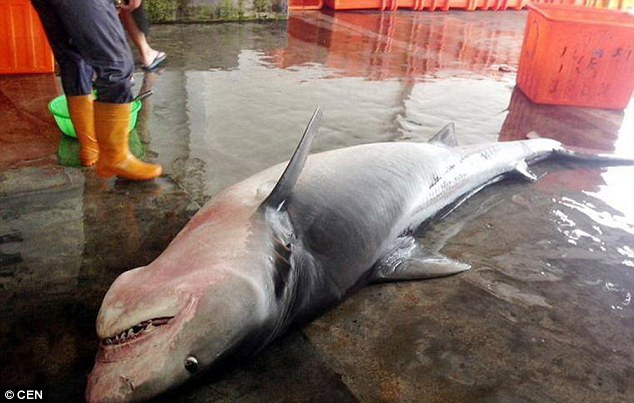  Con cá mập hổ mẹ đầu tiên dài khoảng 3,7m, nặng 200kg. (Nguồn: CEN)