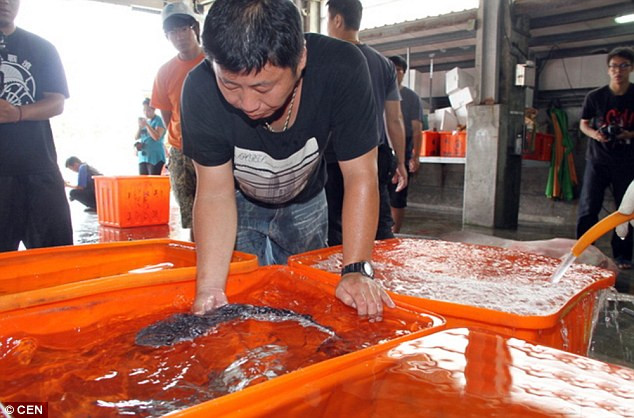 Sau khi được cứu thoát, cả 38 con cá mập hổ con đều đang được chăm sóc và sống khỏe mạnh, phát triển tốt. (Nguồn: CEN)